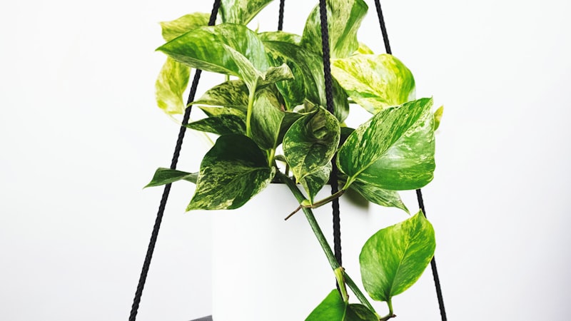 英超夏季转会窗口开启，多名球星陷入转会传闻